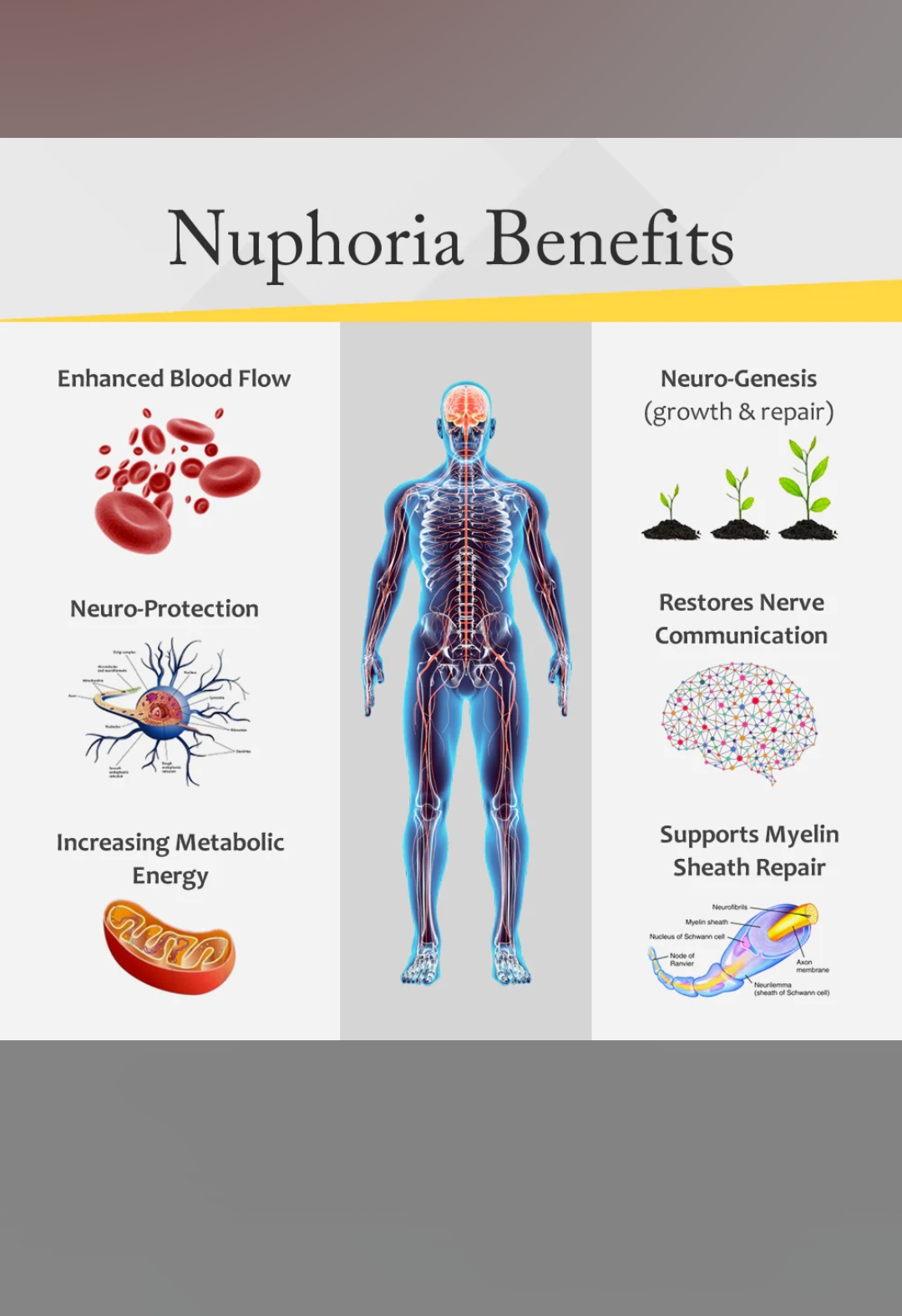 مكمل دعم الأعصاب المتطور مع حمض ألفا ليبويك وفيتامينات ب | 180 كبسولة - Image 3